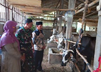 Babinsa Koramil Mojosongo Dorong Peternak Boyolali Tingkatkan Mutu Genetik Sapi Potong