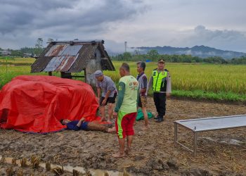 Warga Baturetno Meninggal Dunia Saat Panen Padi, Polsek Pracimantoro Gerak Cepat Lakukan Penanganan