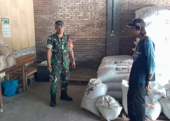 Babinsa Cepogo Lakukan Pengecekan Ketersediaan Pupuk Di Wilayah