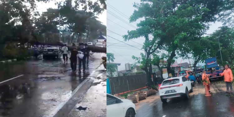 Pohon Tumbang di Depan Kantor Diklat LP Kedung Pane Semarang, Mobil Kijang Tertimpa: Disperkim Cepat Tangani Lokasi