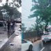 Pohon Tumbang di Depan Kantor Diklat LP Kedung Pane Semarang, Mobil Kijang Tertimpa: Disperkim Cepat Tangani Lokasi