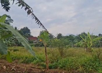 Tanah Murah di Tuntang, Semarang, Cocok untuk Usaha & Investasi!