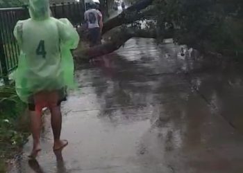 Pohon Tumbang di Sidorejo Diduga Akibat Angin Kencang, Akses Jalan Sempat Tertutup
