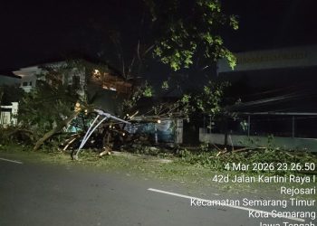 Pohon Besar Tumbang di Jalan Kartini Raya, Warga Tunggu Penanganan Dinas Terkait