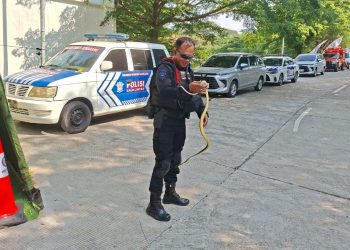 Kesiapsiagaan Brimob Jaga Keamanan, Berhasil Evakuasi Ular dari Pos Jaga di Kalikangkug
