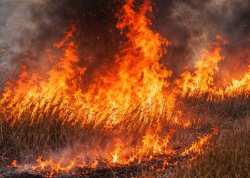 Waspada Kebakaran Hutan di Musim Kemarau, Polda Jateng Ajak Masyarakat Tingkatkan Kepedulian Lingkungan