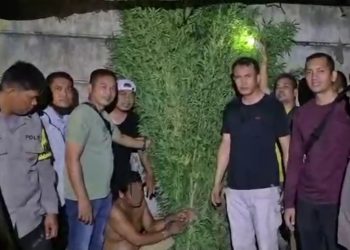 Sat Res Narkoba Polresta Deli Serdang Bersama Polsek Tanjung Morawa Ungkap Kasus Ganja, 40 Batang Tanaman Diamankan