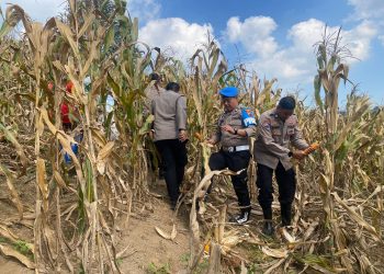 Dukung Swasembada Pangan 2026, Polsek Dawe Dampingi Panen Jagung 150 Ton di Lahan Pertanian Kandangmas