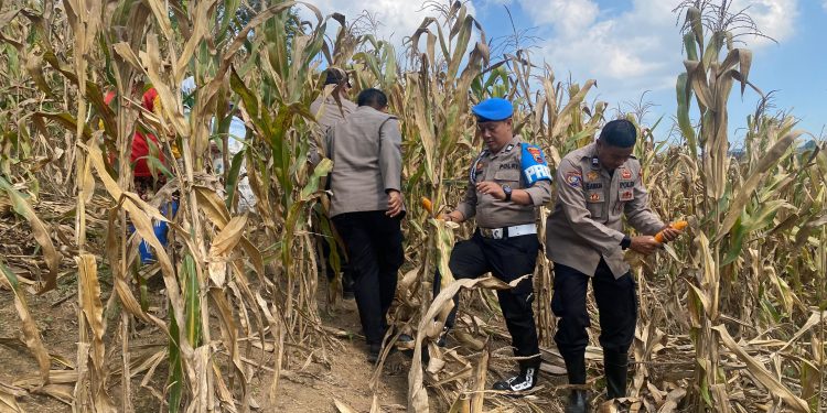 Dukung Swasembada Pangan 2026, Polsek Dawe Dampingi Panen Jagung 150 Ton di Lahan Pertanian Kandangmas