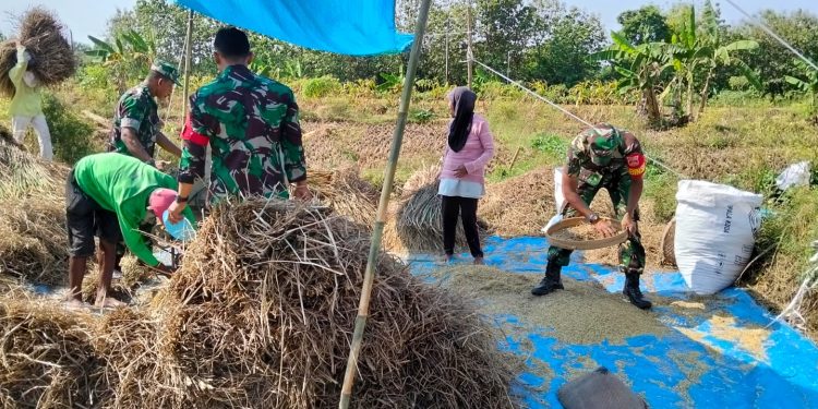 Panen Melimpah, Senyum Petani Mengembang Berkat Pendampingan Babinsa