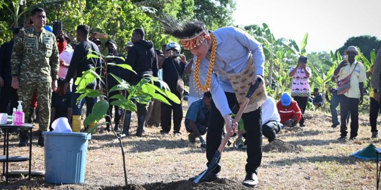 Perkuat Potensi Perkebunan Papua Barat, Wapres Tanam Bibit Kakao di Manokwari Selatan