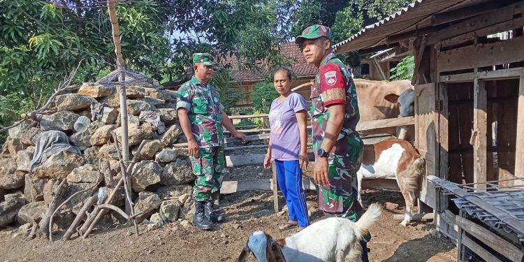 Demi Ternak Tetap Produktif, Babinsa Sambangi Kandang Mbah Poni