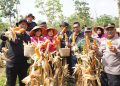 Brimob Jateng Panen 8 Ton Jagung di Kendal, Wujud Dukungan terhadap Program Ketahanan Pangan Nasional