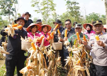 Brimob Jateng Panen 8 Ton Jagung di Kendal, Wujud Dukungan terhadap Program Ketahanan Pangan Nasional