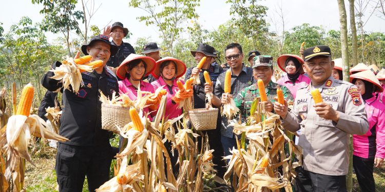 Brimob Jateng Panen 8 Ton Jagung di Kendal, Wujud Dukungan terhadap Program Ketahanan Pangan Nasional
