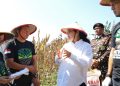 Sewa Lahan Pertanian, Wujud Komitmen Kuat GP Ansor Kota Semarang Wujudkan Patriot Ketahanan Pangan di Ibukota Jateng