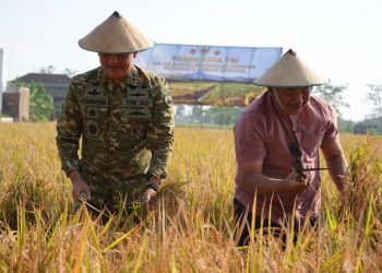 Pangdam IV/Diponegoro Dukung Panen Raya TNI, Perkuat Ketahanan Pangan Nasional