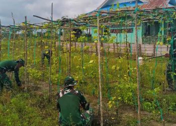 Satgas Yonif 123/Rajawali Kembangkan Hanpangan di Pos Korowai, Hasil Panen untuk Masyarakat