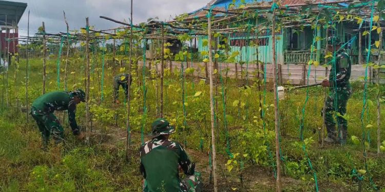 Satgas Yonif 123/Rajawali Kembangkan Hanpangan di Pos Korowai, Hasil Panen untuk Masyarakat