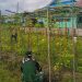 Satgas Yonif 123/Rajawali Kembangkan Hanpangan di Pos Korowai, Hasil Panen untuk Masyarakat