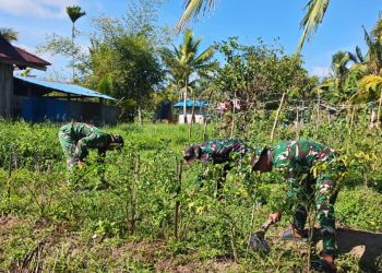 Satgas Yonif 123/RJW Kembangkan Hanpangan di Pos Kimaam, Hasil Panen Disiapkan untuk Masyarakat