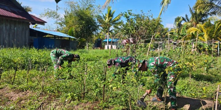 Satgas Yonif 123/RJW Kembangkan Hanpangan di Pos Kimaam, Hasil Panen Disiapkan untuk Masyarakat