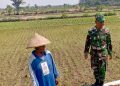 Babinsa Potronayan Semangati Petani Hadapi Musim Kemarau, Optimistis Panen MT III Berlimpah dan Harga Gabah Menguntungkan