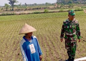 Babinsa Potronayan Semangati Petani Hadapi Musim Kemarau, Optimistis Panen MT III Berlimpah dan Harga Gabah Menguntungkan