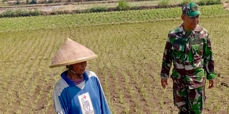Babinsa Potronayan Semangati Petani Hadapi Musim Kemarau, Optimistis Panen MT III Berlimpah dan Harga Gabah Menguntungkan