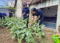 Rutan Salatiga Panen Terong, Dorong Warga Binaan Semakin Produktif