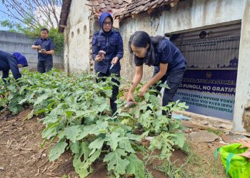 Rutan Salatiga Panen Terong, Dorong Warga Binaan Semakin Produktif