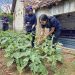 Rutan Salatiga Panen Terong, Dorong Warga Binaan Semakin Produktif