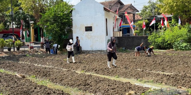 Kuatkan Pembinaan Ketahanan Pangan, Lapas Purwodadi Tanam Benih Bayam