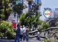 Pohon Tumbang di Jalan Pandanaran Semarang, Dua Pengendara Tewas