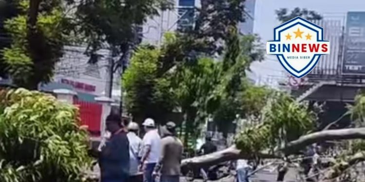 Pohon Tumbang di Jalan Pandanaran Semarang, Dua Pengendara Tewas