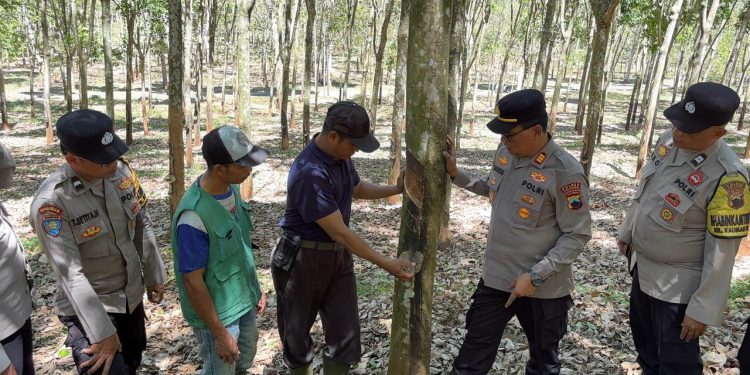 Polsek Sidorejo Tingkatkan Patroli Cegah Karhutla di Kawasan PTPN I Regional 3