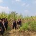Polisi Pati Patroli Cegah Karhutla di Kecamatan Pucakwangi
