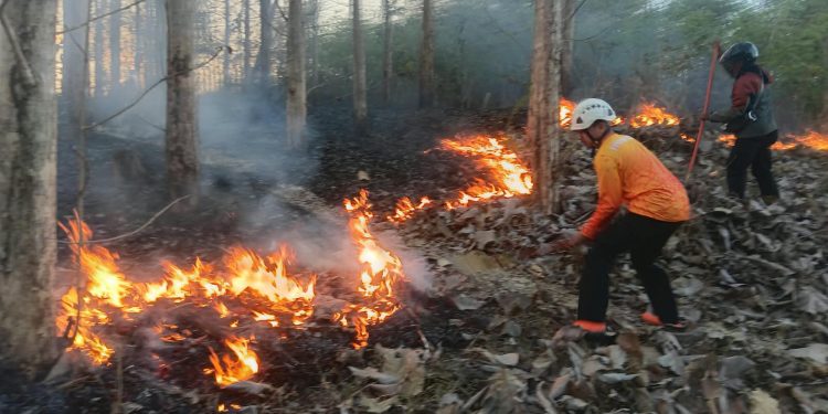 Cepat Tanggap, Babinsa Koramil Sutojayan Bersama Tim Gabungan Berhasil Padamkan Karhutla 2 Hektar Di Blitar