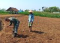 Dukung Ketahanan Pangan Nasional, Babinsa Selorejo Dampingi Petani Siapkan Lahan Tanam Jagung di Desa Boro