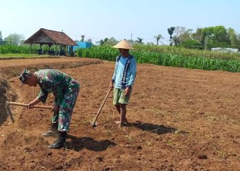 Dukung Ketahanan Pangan Nasional, Babinsa Selorejo Dampingi Petani Siapkan Lahan Tanam Jagung di Desa Boro