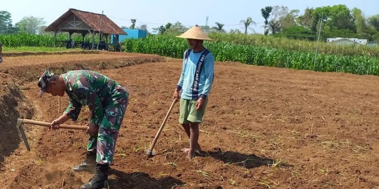 Dukung Ketahanan Pangan Nasional, Babinsa Selorejo Dampingi Petani Siapkan Lahan Tanam Jagung di Desa Boro