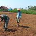 Dukung Ketahanan Pangan Nasional, Babinsa Selorejo Dampingi Petani Siapkan Lahan Tanam Jagung di Desa Boro
