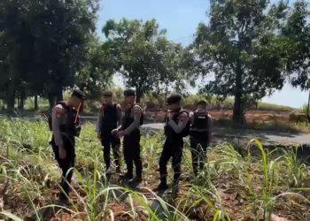 Waspadai Lahan Kering, Polisi Pati Gencarkan Patroli Cegah Karhutla di Kebun Sukoharjo Pati