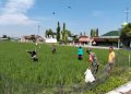 Babinsa Koramil Ngrampal Dampingi Petani Ngarum, Pastikan Pemupukan Padi Berjalan Optimal