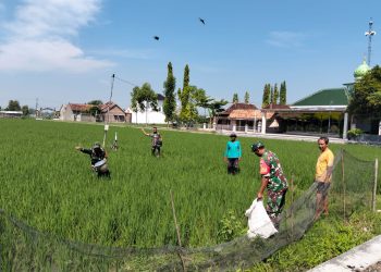 Babinsa Koramil Ngrampal Dampingi Petani Ngarum, Pastikan Pemupukan Padi Berjalan Optimal