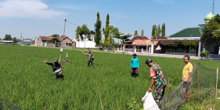 Babinsa Koramil Ngrampal Dampingi Petani Ngarum, Pastikan Pemupukan Padi Berjalan Optimal